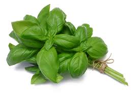 Basil Leaves Basil Leaves